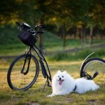 Secure Withdrawal Sites for Sports Bettors: Fast Cashouts Guaranteed