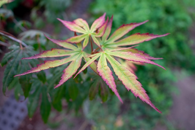 Top betting tips Australia