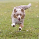 Unleash Top-Rated Australian Sports Betting Bonus Codes Now