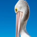 Uncovering Australia’s Fastest & Trusted Gambling Withdrawals