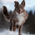 Secure Australian Casinos: Choosing Reputable, Fee-Free Options