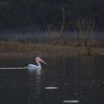 Securely Cash Out Wins on Top Australian Sports Betting Sites