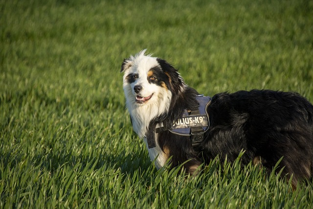 Trusted Australian sports betting payment methods