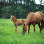 Top Trusted Australian Horse Racing Betting Sites Revealed