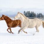 Unleash Exclusive Rewards: Australia’s VIP Horse Racing Betting