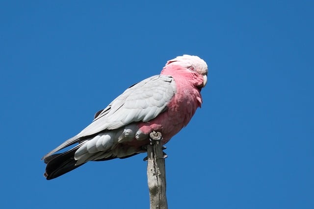 Trusted online bingo Australia