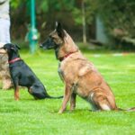 Unlock High RTP Wins on Trusted Aussie Sports Betting Sites