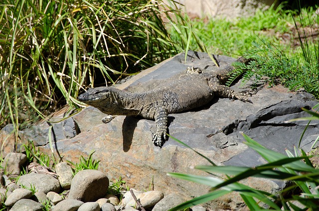 VIP bonuses for Australians