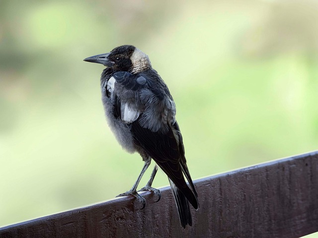 VIP bonuses for Australians