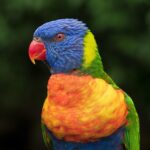 Unleash Exclusive Rewards: Top VIP Bonuses for Australians on Mobile Apps