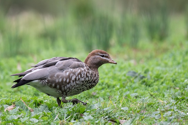 VIP bonuses for Australians