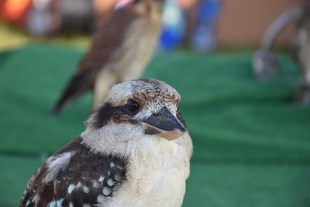 Best bonuses for cricket betting in Australia