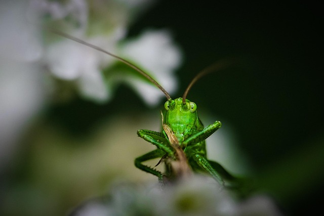 Best bonuses for cricket betting in Australia