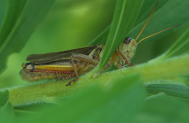 Best bonuses for cricket betting in Australia