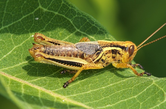 Best cricket betting odds Australia