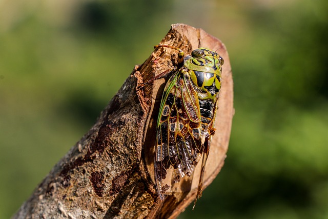 Best cricket betting odds Australia