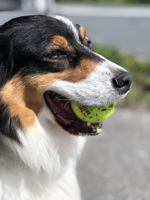 Best payment options for Aussie sports bettors