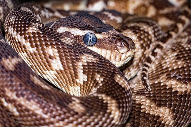 Best sports betting apps for Australians 2024