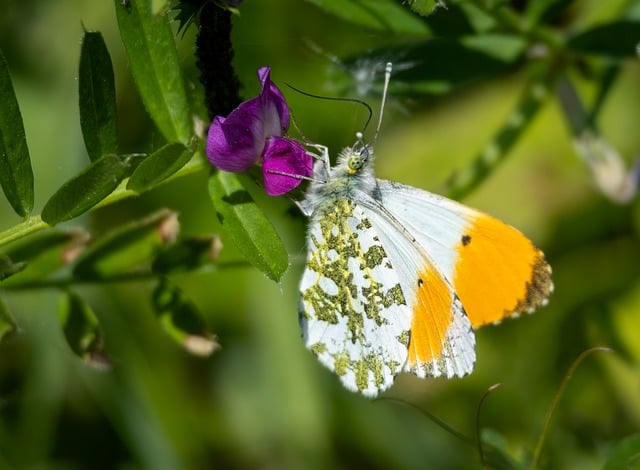 Best sports betting tips for AFL season