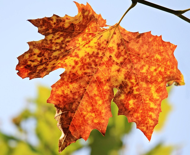 Best sports betting tips for AFL season