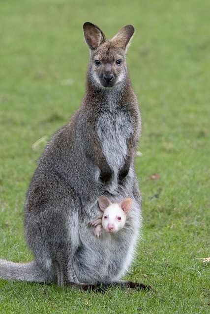 Betting strategies for Aussie sports fans