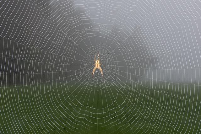 Exclusive sports betting free spins Australia