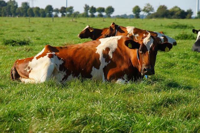 High odds betting on the AFL