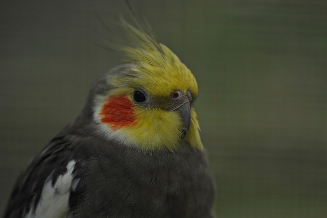 New Australian sports betting sites 2024