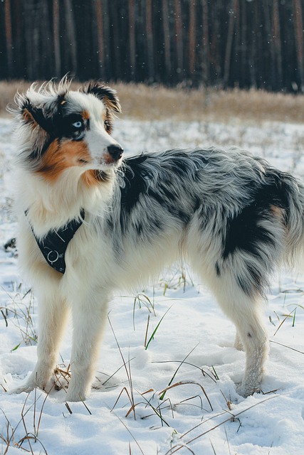 Secure sites for betting on Aussie sports